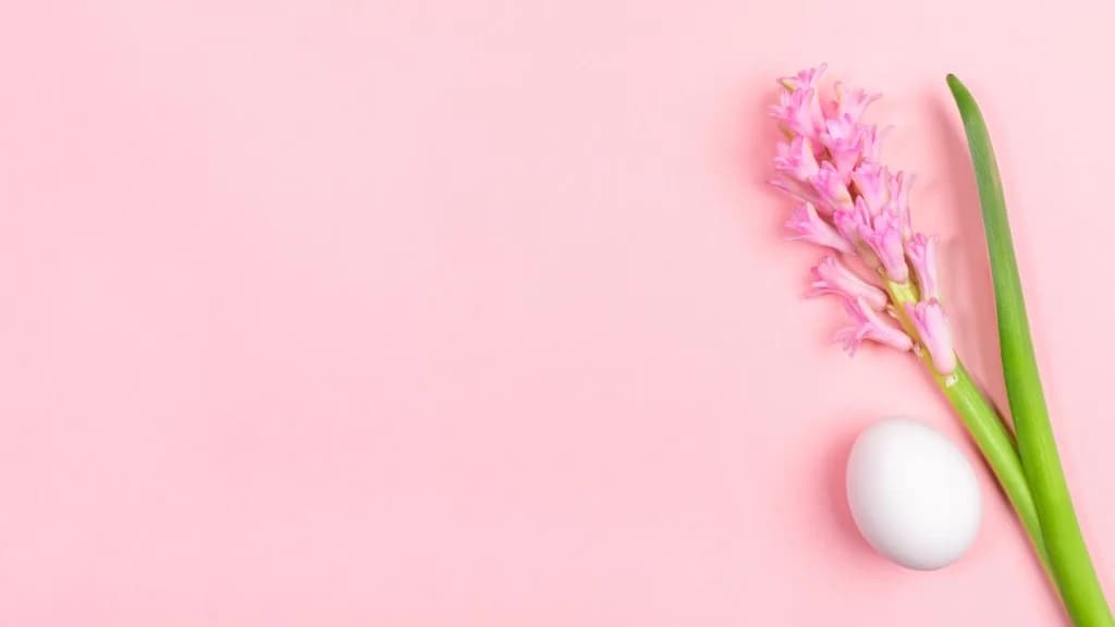 Pink hyacinth flower and a smooth white egg on a minimal pink background symbolizing natural skin health